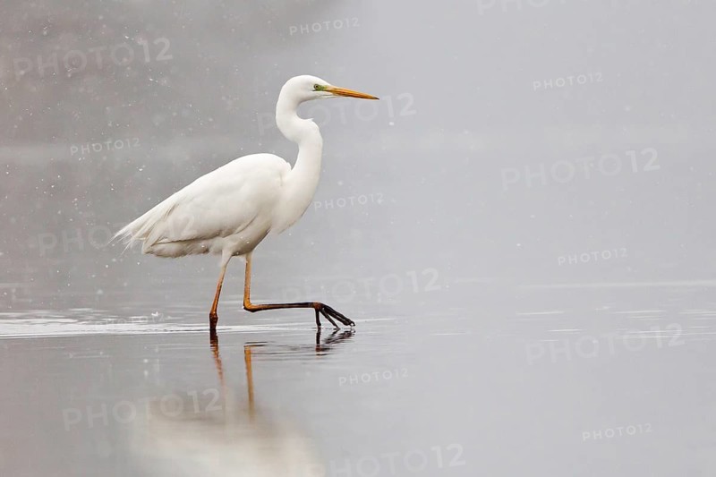 Great Egret (Ardea alba) wading through water during snowfall