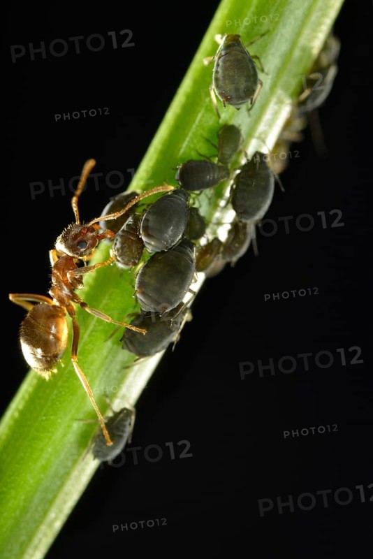 Aphids (Aphidoidea) being milked by an Ant (Formidicae)