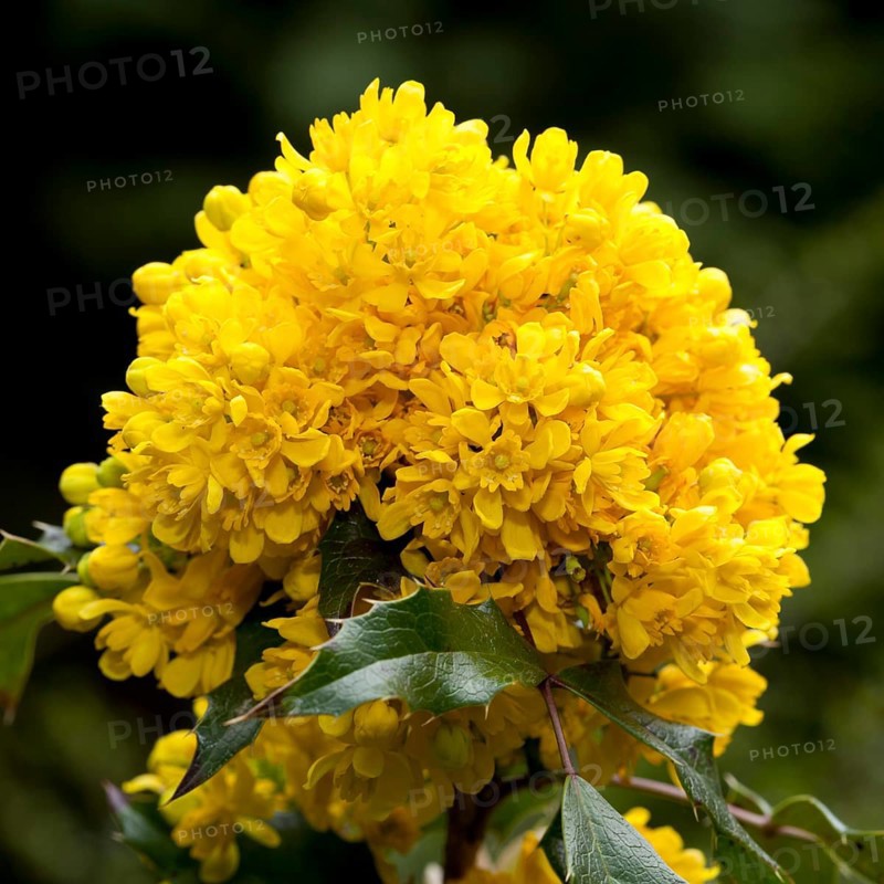 Oregon Grape (Mahonia aquifolium Nutt. 'Donewell')