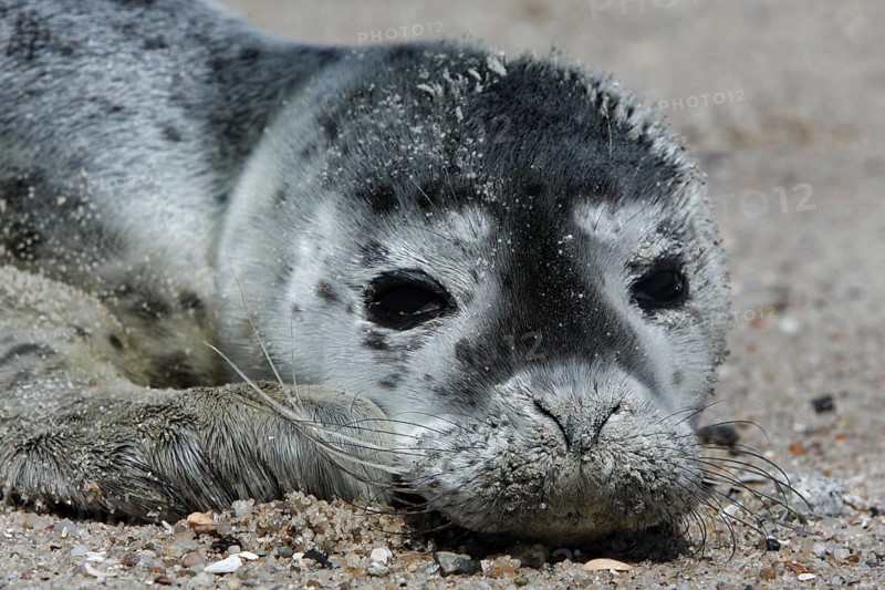 Harbour Seal (Phoca vitulina)