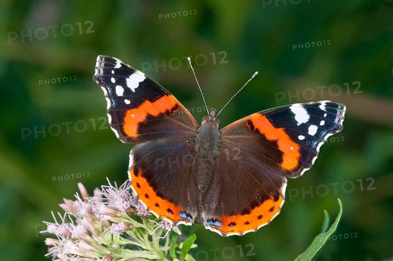 Red Admiral (Vanessa atalanta) in search of nectar on Common Boneset