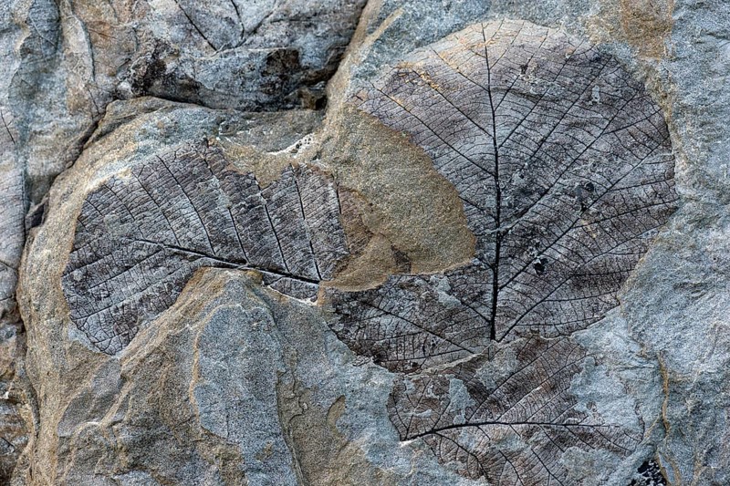Fossils of deciduous leaves