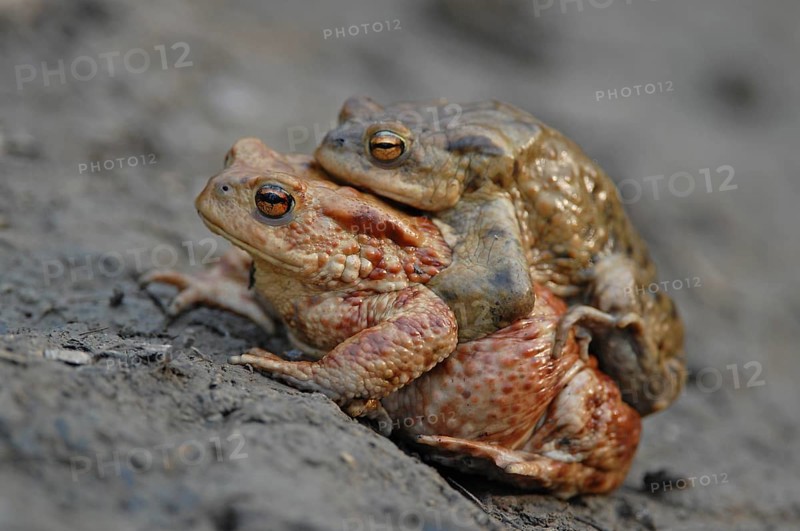 Common Toad or European Toad (Bufo bufo)