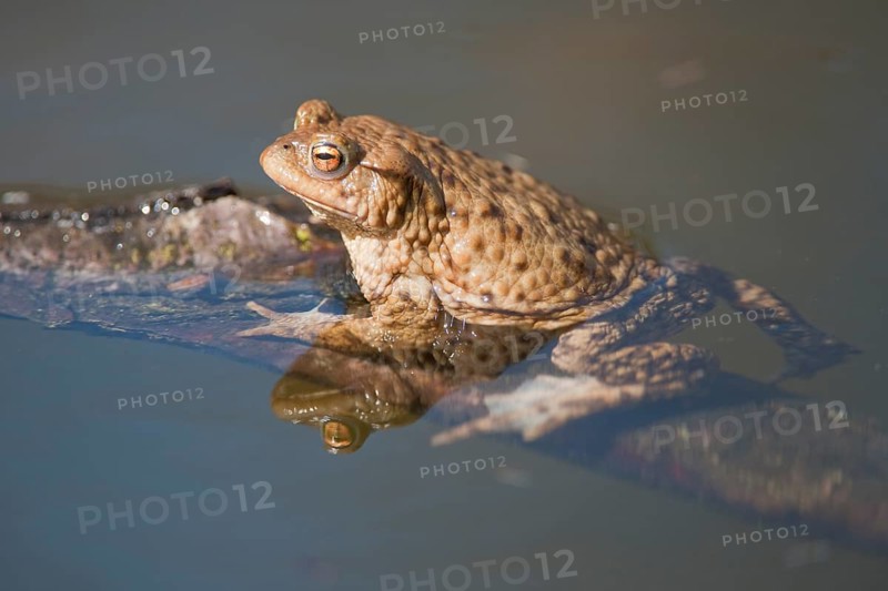 Common Toad or European Toad (Bufo bufo) clinging to a branch in the water