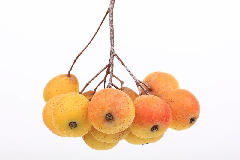 Service tree (Sorbus domestica)