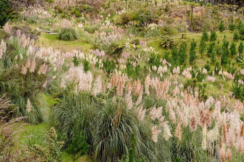 Natural landscape with Cortaderia (Cortaderia) in the Far North District