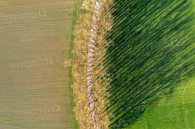 Tree row with long shadows