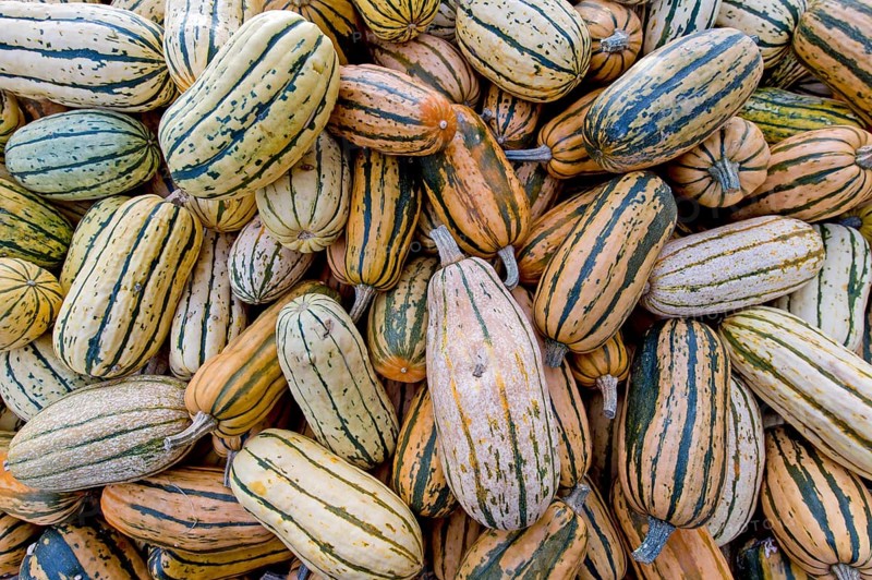 Delicata pumpkins (Cucurbita)