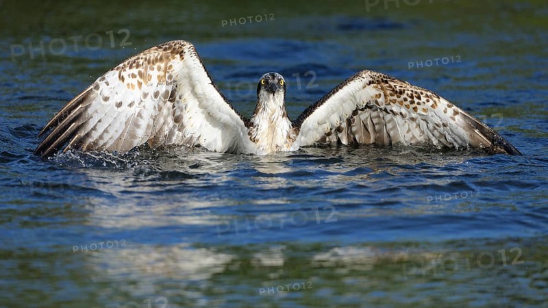 Osprey (Pandion haliaetus) taking flight after an unsuccessful hunt