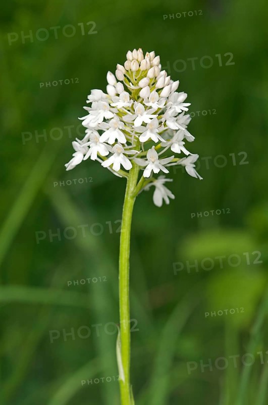 Rare white-flowering colour variation of Pyramidal Orchid (pyramidalis)