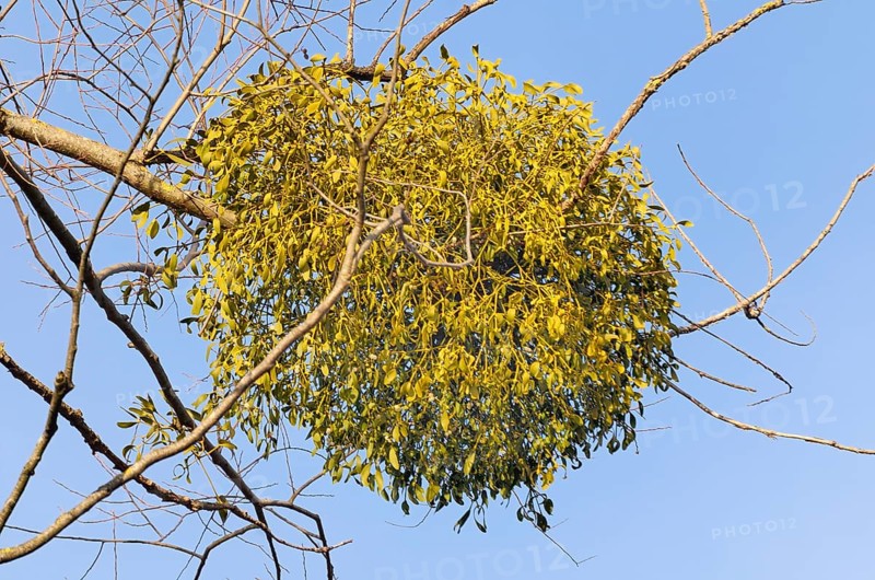 Parasitic plant