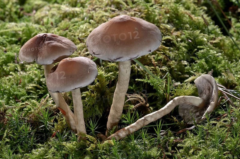 Snakeskin Brownie (Hypholoma marginatum)