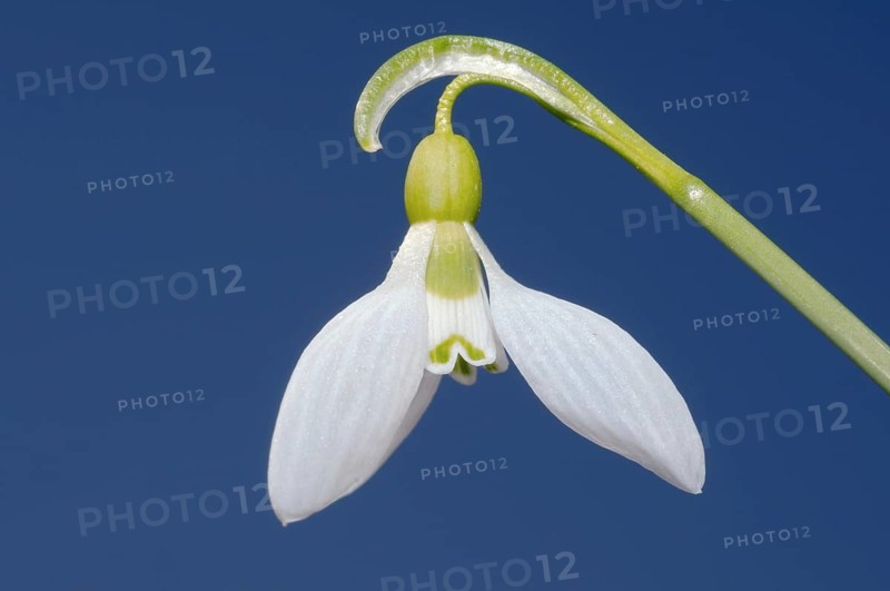 Giant Snowdrop (Galanthus elwesii)