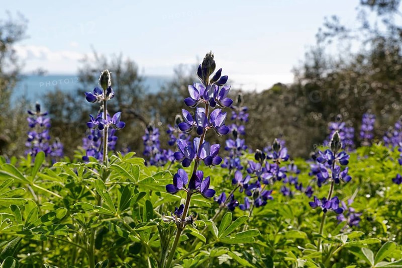 Blue Lupine or Narrow-leafed Lupine (Lupinus angustifolius)