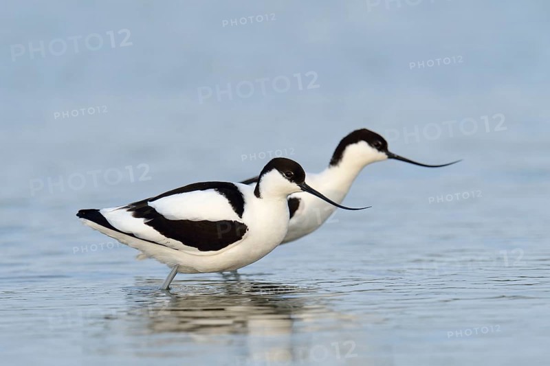 Two Pied Avocets (Recurvirostra avosetta)