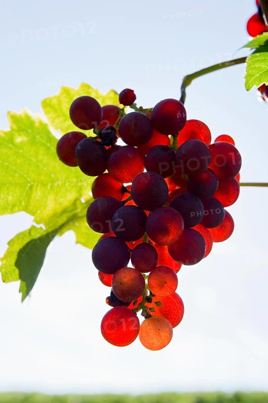 Red grapes