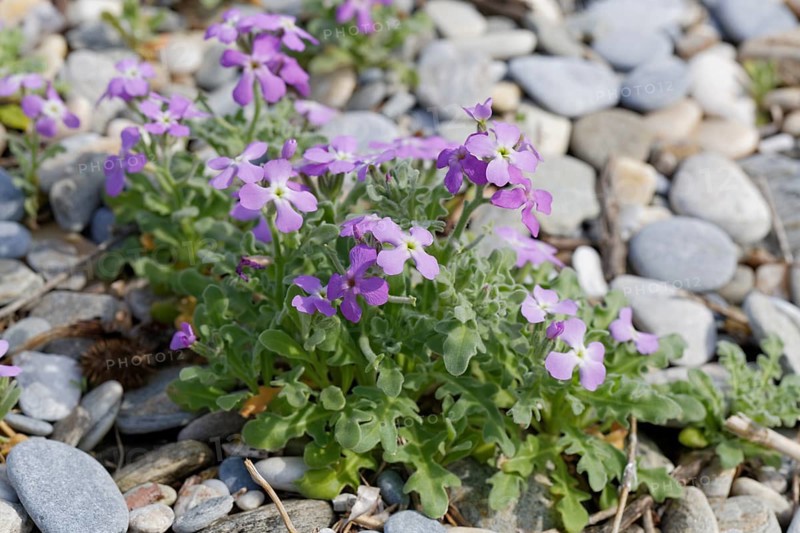Flowering Three-horned Stock (Matthiola tricuspidata)