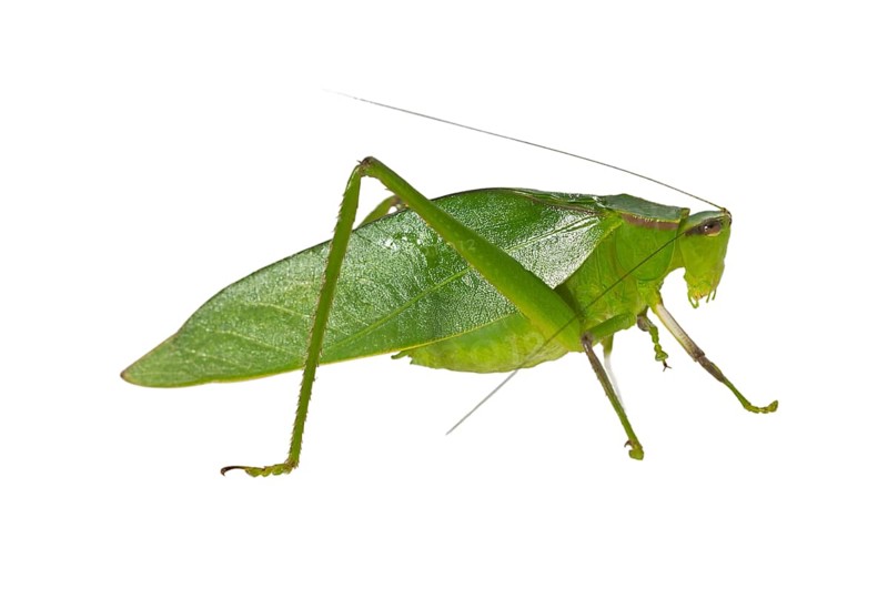 Oblong-Winged Katydid (Amblycorypha oblongifolia)