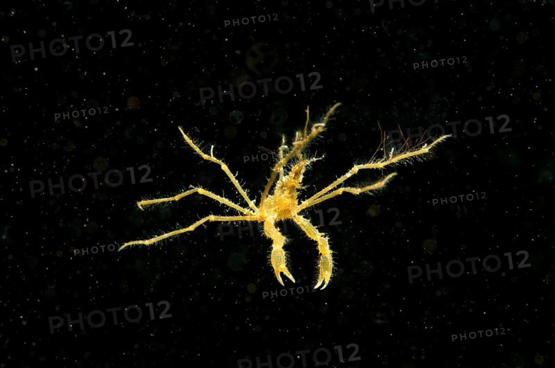 Common Spider Crab (Macropodia rostrata)