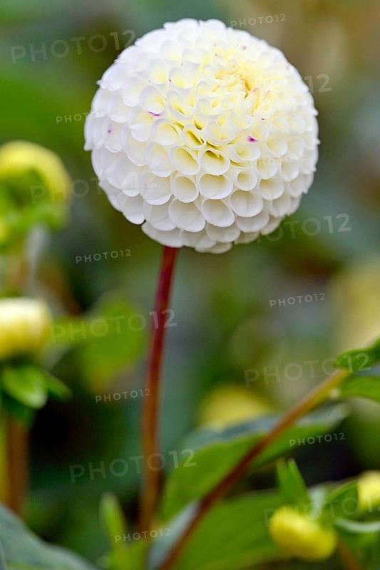 Pompon Dahlia (Dahlia)