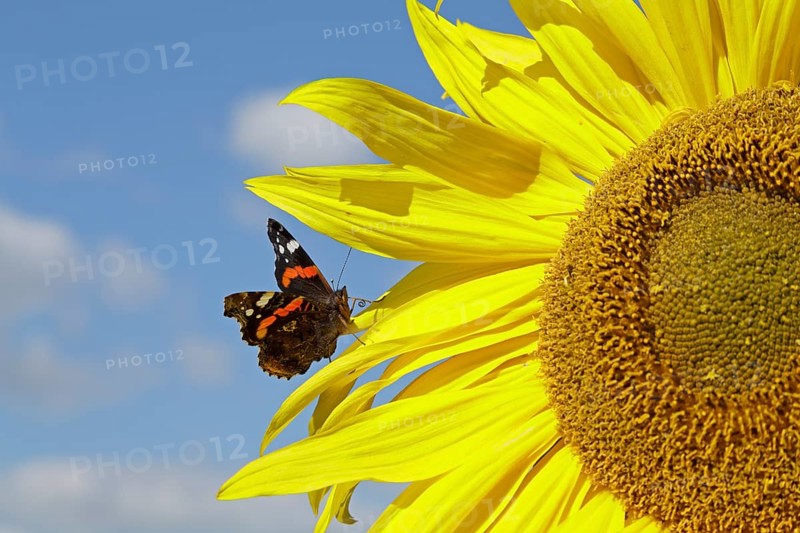 Red Admiral (Vanessa atalanta) butterfly resting on a sunflower (Helianthus annuus)