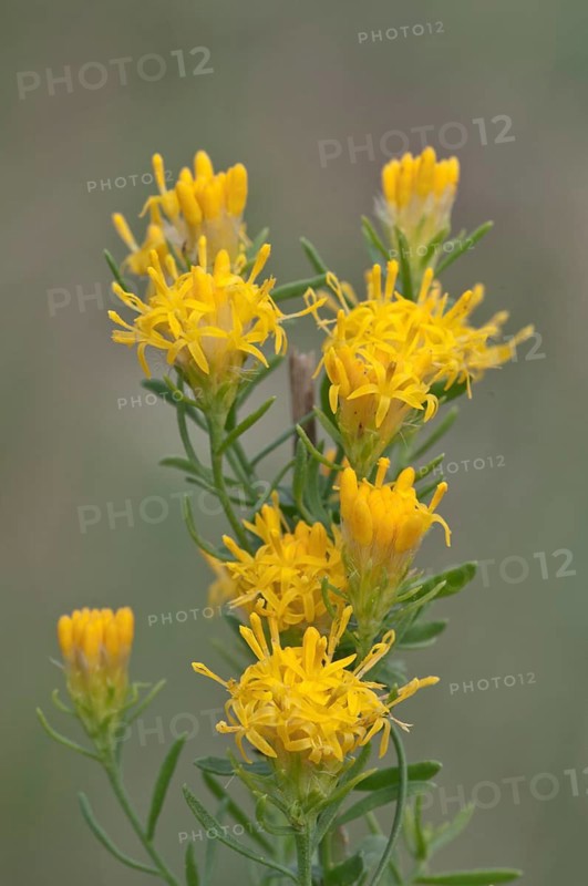 Goldilocks Aster (Aster lynosyris)