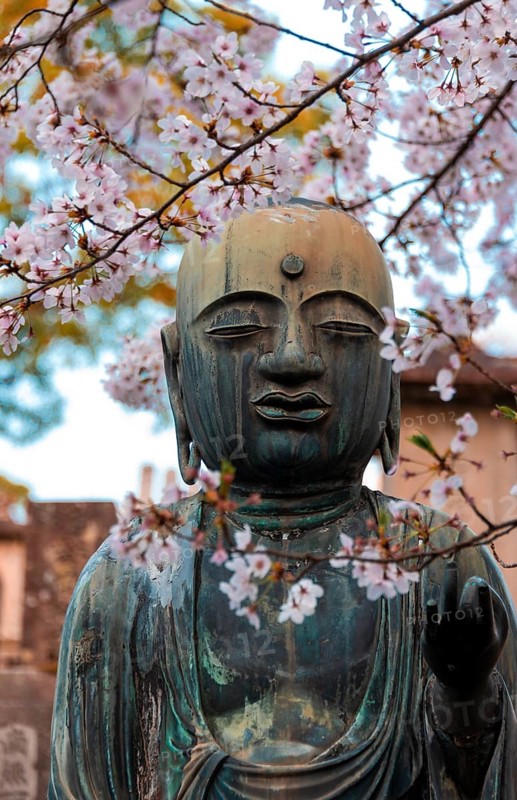 Buddha statue under cherry blossoms