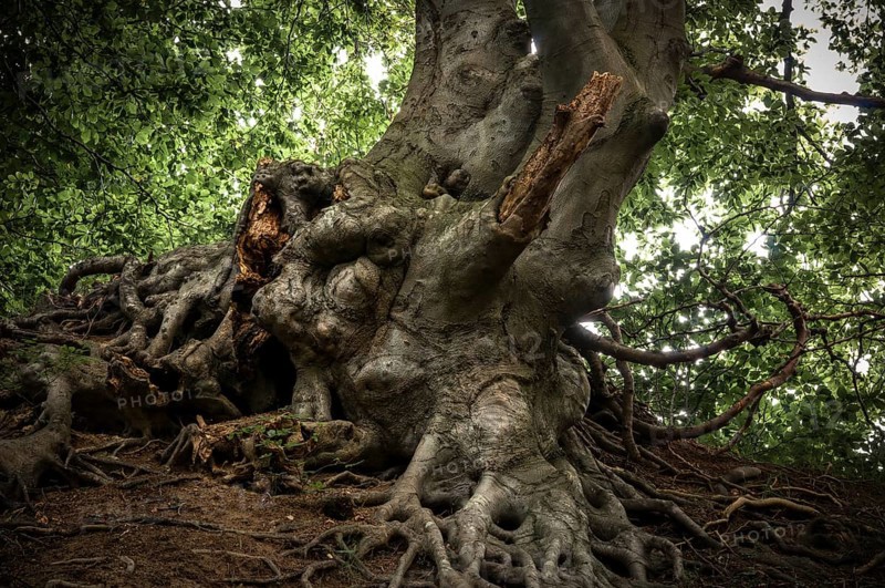 Ancient Beech (Fagus) in a forest