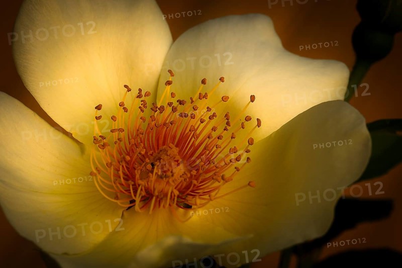Garden Rose Spring Gold (Rosa pimpinellifolia var. hispida x Joanna Hill)