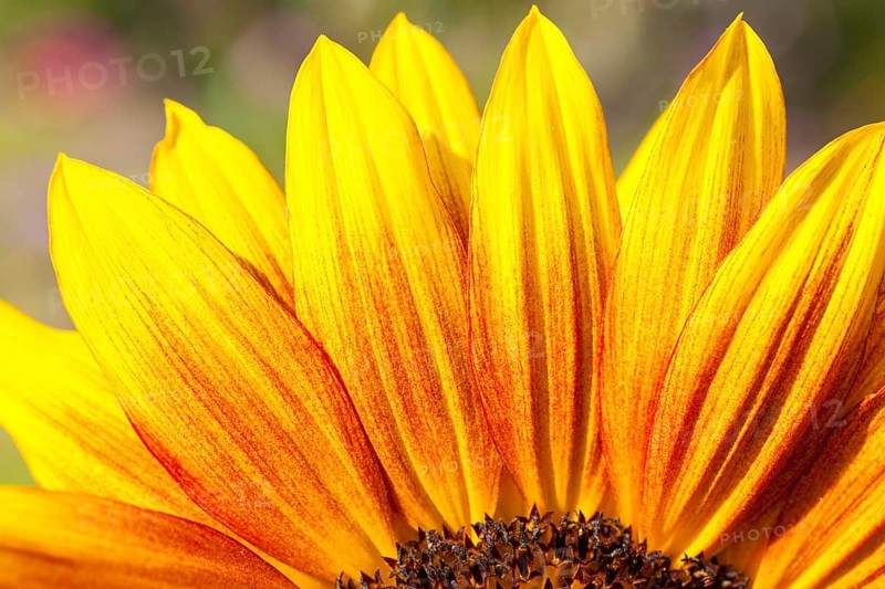 Inflorescence of a Sunflower (Helianthus annuus)