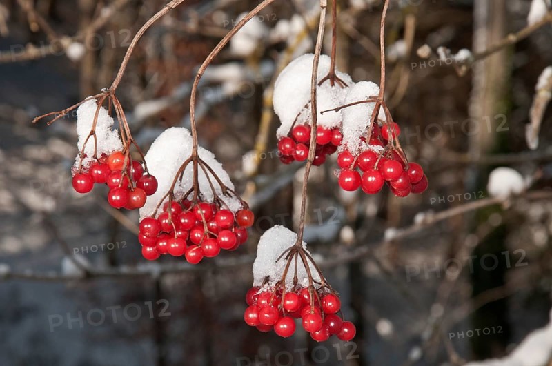 Viburnum (Viburnum opulus)