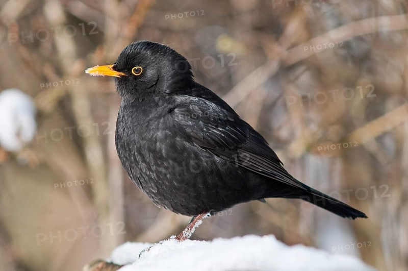 Blackbird (Turdus merula)