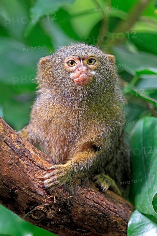 Pygmy Marmoset (Cebuella pygmaea)