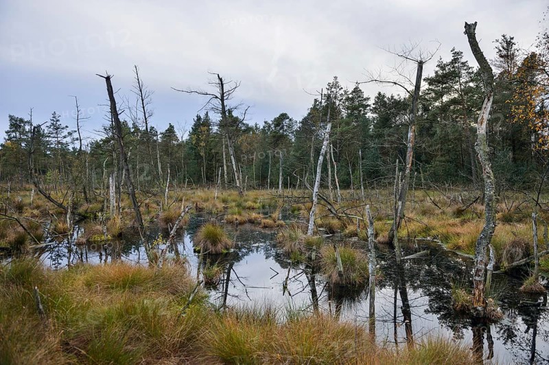 Dead trees in a rewetted peatlands in a bog