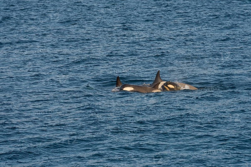 Killer Whales or Orca (Orcinus orca)