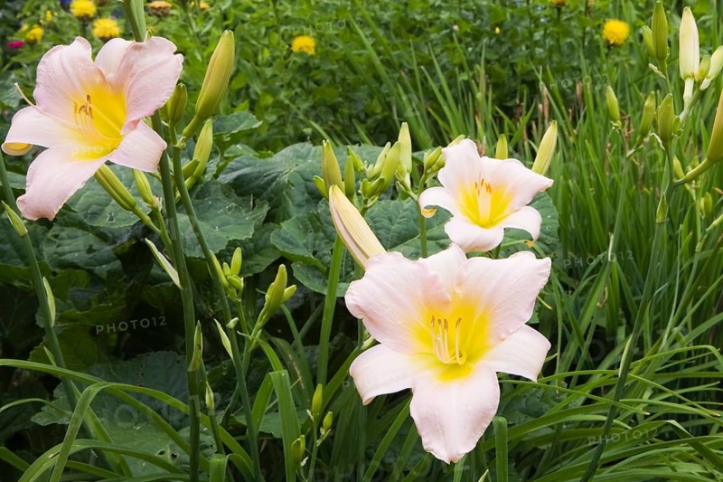 Pink and yellow daylilies (Hemerocallis)