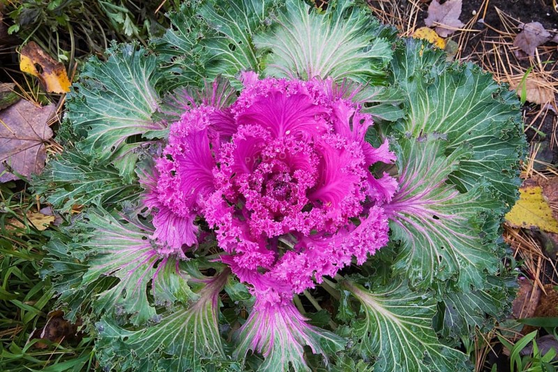 Ornamental cabbage (Brassica oleracea