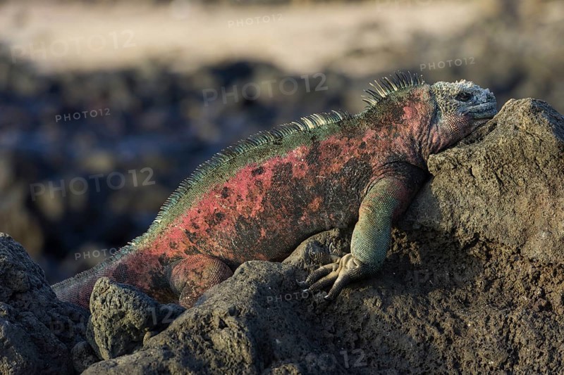 Marine Iguana (Amblyrhynchus cristatus)