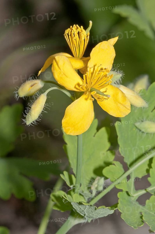 Greater Celandine or Tetterwort (Chelidonium majus)