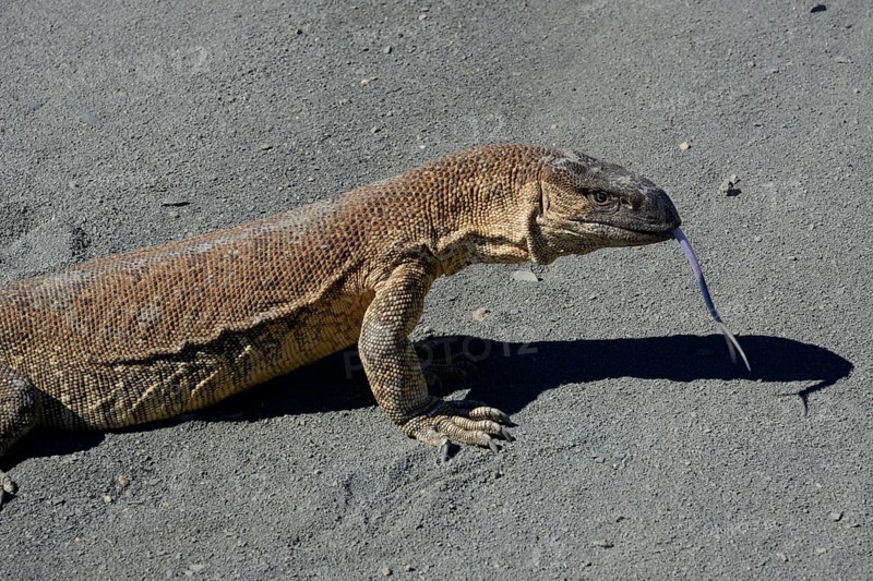 Rock Monitor (Varanus albigularis)