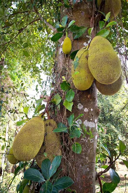 Jackfruit or Jack Tree (Artocarpus heterophyllus)