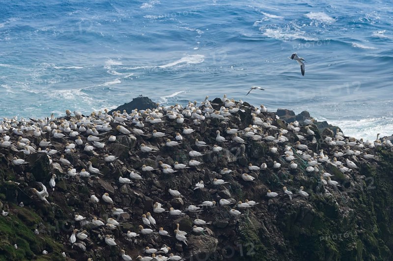 Gannet colony
