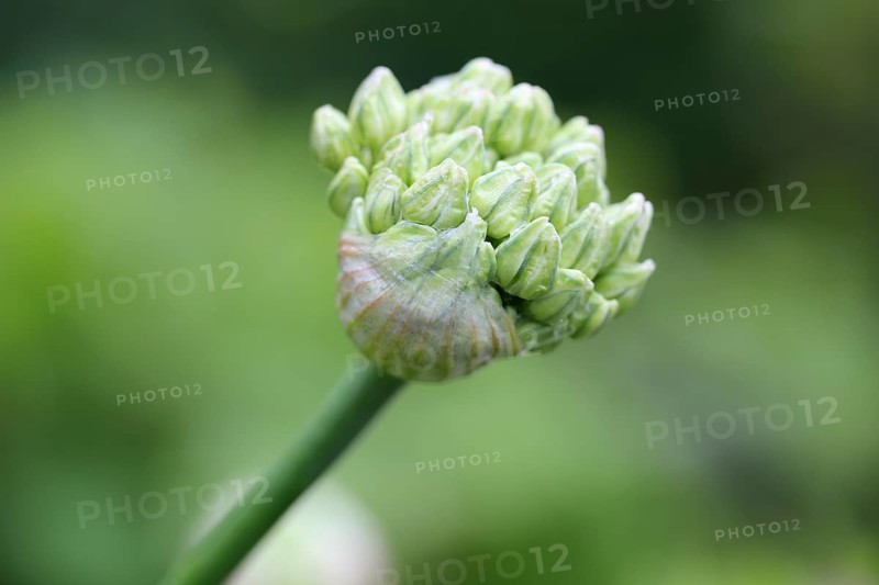 Bud of Black Garlic or Flowering Onion (Allium nigrum)