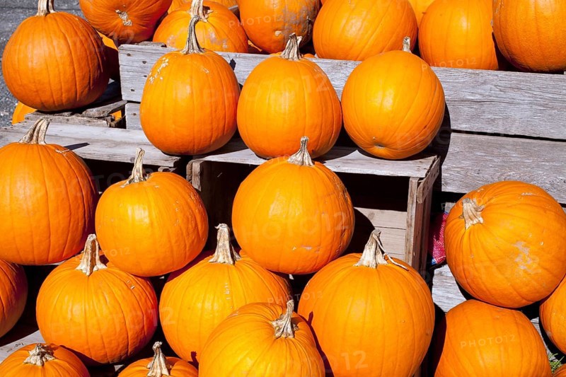 Pumpkins at the autumn market