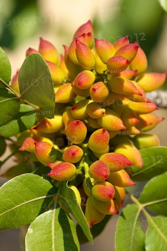 Pistachio fruits (Pistacia vera)