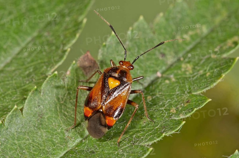 Mirid Bug (Deraeocoris ruber)