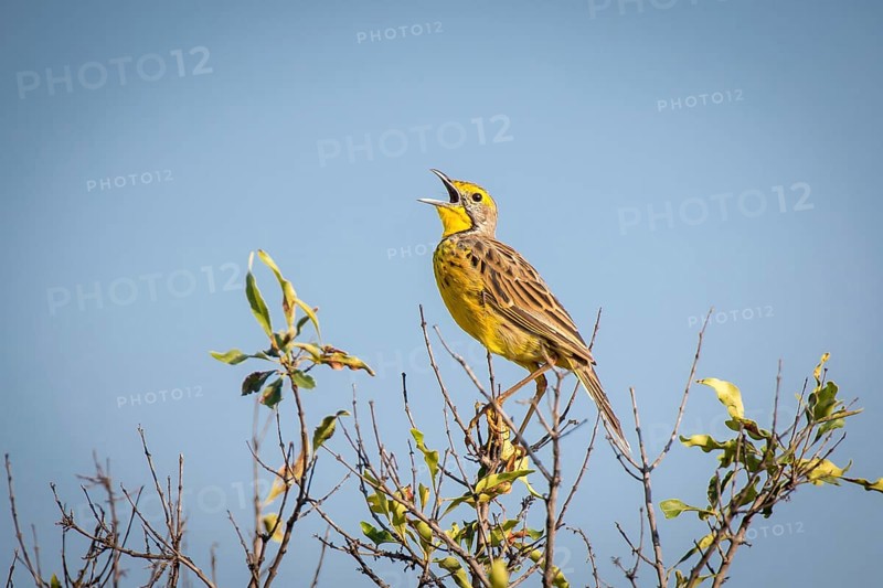 Yellow-throated Longclaw (Macronyx croceus)