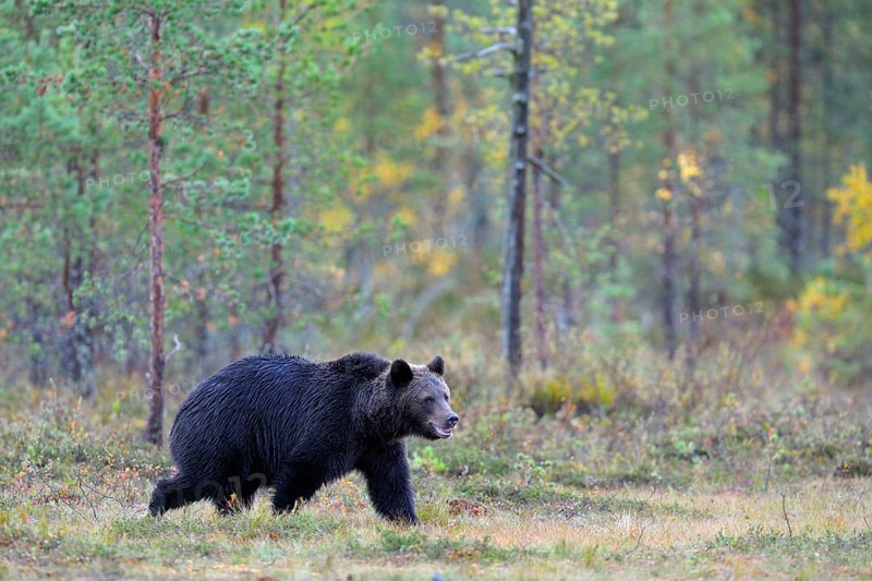 Brown Bear (Ursus arctos) in the autumnally coloured taiga or boreal forest