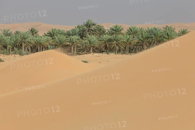 Oasis with date palms surrounded by sand dunes