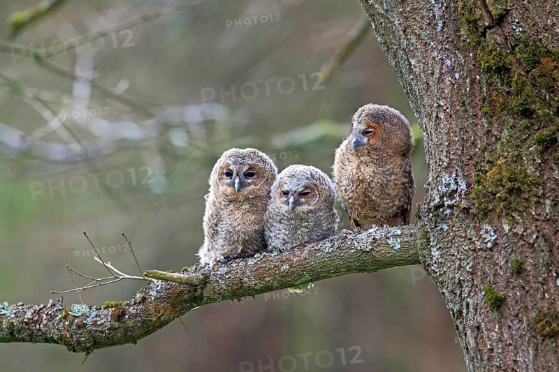 Three young Tawny Owls or Brown Owls (Strix aluco) perched on a tree